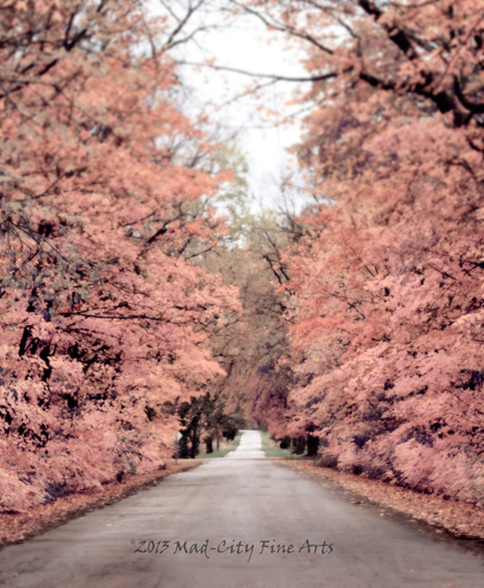 Along one of Wisconsin's Rustic Roads, the autumn trees burst with pink color .